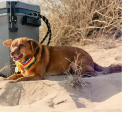 Coleman CONVOY 28QT - Kühlbox^ Kühlboxen Und Kühltaschen