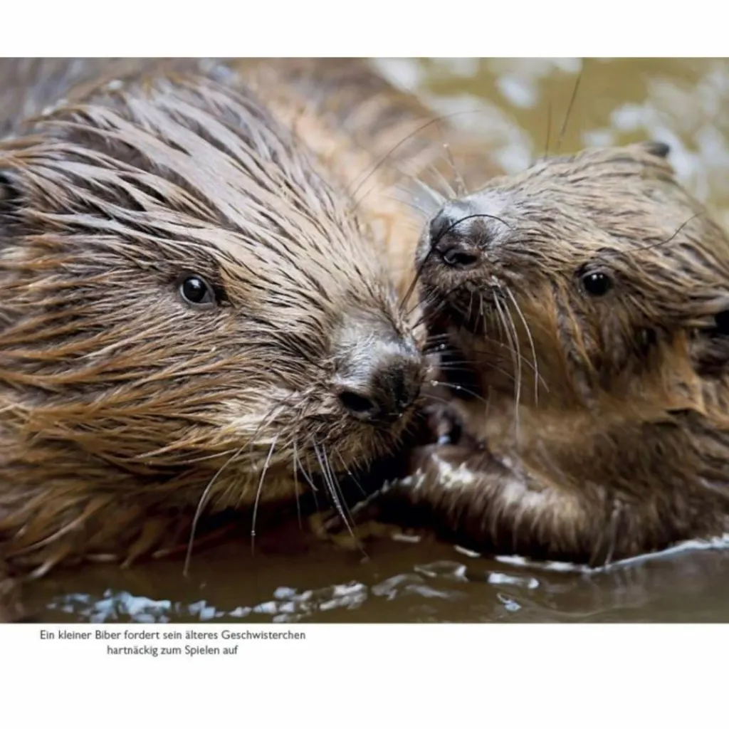 GESTATTEN: BIBER - Sachbuch^ Tiere, Pflanzen Und Garten