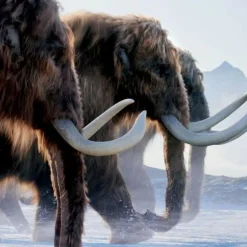 Bildbände*LEBEN AUF UNSEREM PLANETEN - Bildband