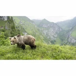 URSUS BRENTA - DIE RÜCKKEHR DER BÄREN IN DIE ALPEN - Bildband^ Bildbände