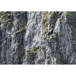 URSUS BRENTA - DIE RÜCKKEHR DER BÄREN IN DIE ALPEN - Bildband^ Bildbände
