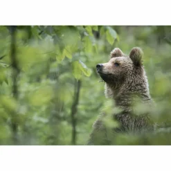 URSUS BRENTA - DIE RÜCKKEHR DER BÄREN IN DIE ALPEN - Bildband^ Bildbände