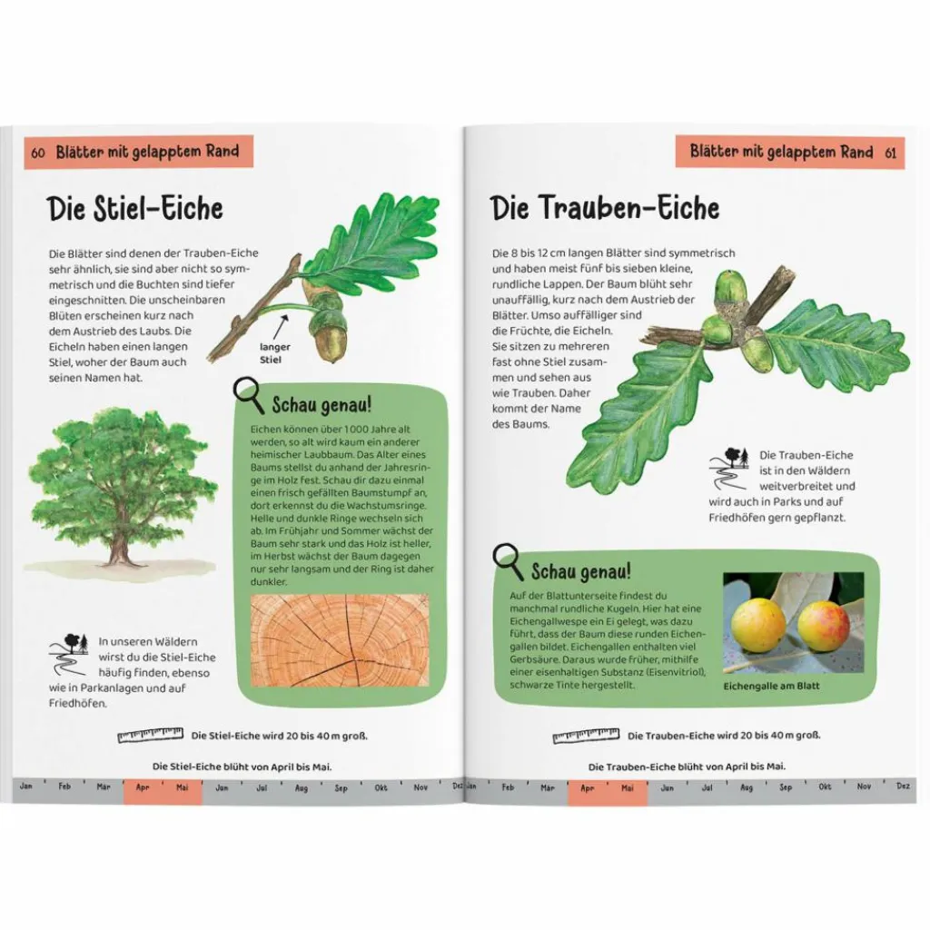 WELCHER BAUM IST DAS? KINDERNATURFÜHRER - Kinderbuch^Kinder Naturratgeber Und Sachbücher|Kinderbücher Und Jugendbücher