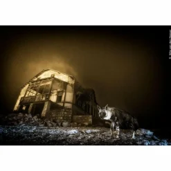 Bildbände*WILDLIFE FOTOGRAFIEN DES JAHRES - PORTFOLIO 35 - Bildband